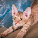 MagicPaws