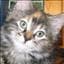 Tigris